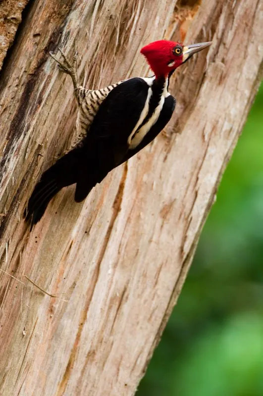 (Carpintero marcial / Campephilus melanoleucos - Tierras bajas de toda Colombia). La lengua de los carpinteros se encuentra entre las ms extraas del mundo natural: es unas tres veces ms larga que el pico y tiene barbas filudas en su punta. Es tan larga, que se guarda enrollada hacia atrs del crneo. Esta larga lengua les sirve para hurgar las cavidades y grietas en la madera que martillean. Introducen su lengua y la mueven hasta dar con una larva, que luego extraen como una brocheta en las barbas terminales. Murray Cooper