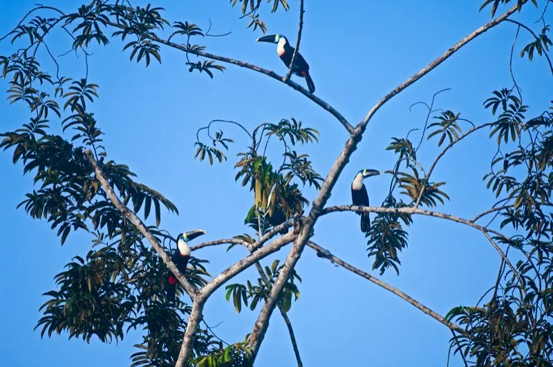 (Tucn pechiblanco / Ramphastos culminatus - Amazonia). El enorme pico de estos tucanes pechiblancos parece pesado y torpe; pero en realidad es hueco, muy liviano y est apuntalado con una estructura sea por dentro. Murray Cooper