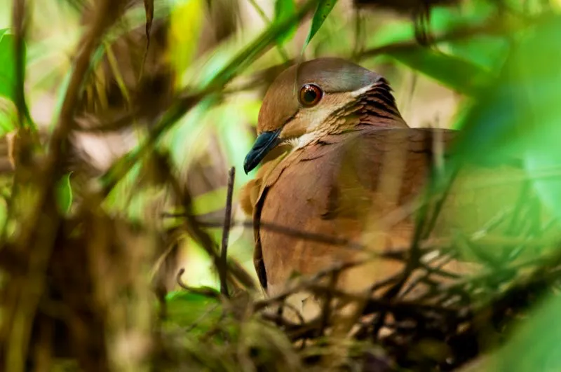 (Paloma perdiz lineada / Geotrygon linearis - Andes Centrales y Orientales, Sierra Nevada de Santa Marta). Las palomas, como esta paloma perdiz lineada, construyen desordenados nidos de palitos. La mayoría de aves recolectan alimento para sus crías, pero las palomas y tórtolas no lo hacen: alimentan a sus pichones con leche. La leche de paloma es en realidad una secreción de células grasosas rica en proteínas, que se desprende del buche de la paloma. No se parece en nada a la leche de los mamíferos. Murray Cooper