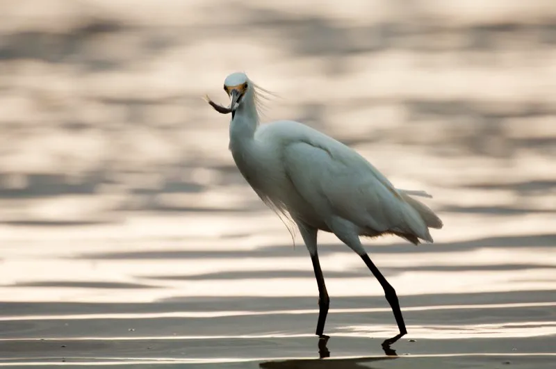 (Garza patiamarilla / Egretta thula - Tierras bajas de toda Colombia). Una gran variedad de aves piscívoras se congregan en las lagunas costeras. Esta garza patiamarilla captura un pez, ataviada con su radiante plumaje nupcial. Solo las garzas reproductoras lucen plumas alargadas en la cabeza y el pecho. Murray Cooper