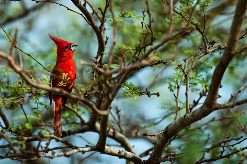 (Cardenal guajiro / Cardinalis phoeniceus - Guajira). Contra los colores monótonos del desierto guajira, este flash de rojo puede ser solamente el macho del cardenal guajiro, un pájaro que solo se encuentra en Colombia y Venezuela. Murray Cooper