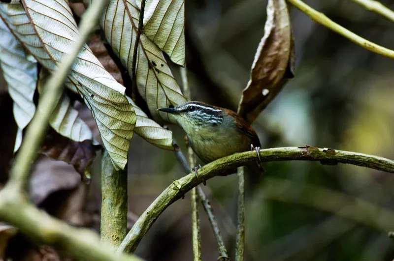 (Cucarachero pechigrís / Henicorhina leucophrys - Andes Occidentales, Centrales y Orientales, Sierra Nevada de Santa Marta). El cucarachero pechigrís es un ave cantora. Sus enérgicos cantos se escuchan con frecuencia, incluso en “respuesta” a sonidos fuertes como el rugir de una moto. El canto del cucarachero pechigrís de Santa Marta difiere de aquel de otras poblaciones del mismo cucarachero, por lo que podría ser una especie separada. Murray Cooper