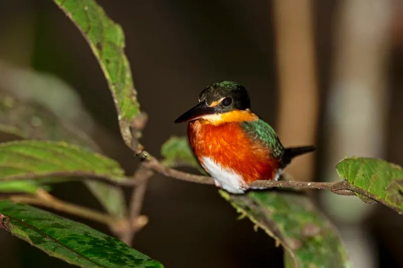(Martín pescador enano / Chloroceryle aenea - Chocó, Caribe, Llanos y Amazonia). Al igual que otros martines pescadores, el enano habita en ciénagas y pantanos. Es el martín pescador más pequeño de Colombia, y tiene una dieta igualmente pigmea: se alimenta de peces pequeños y renacuajos. Murray Cooper