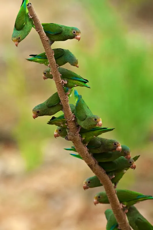 (Periquito cabeciamarillo / Brotogeris sanctithomae - Leticia). Una bandada de periquitos cabeciamarillos esperan su turno para entrar en un banco de arcilla en el extremo suroriental de Colombia. Estos pequeos pero ruidosos periquitos siempre estn cerca del agua, puesto que  su hbitat preferido es el bosque varzea (inundado) y rboles cerca del ro. Murray Cooper