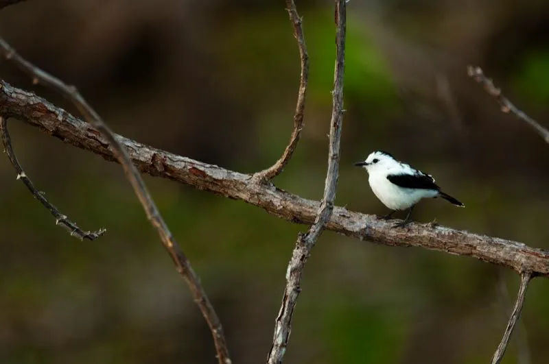 (Viudita blanquinegra / Fluvicola pica - Caribe, Valle del Magdalena y Llanos). Un pjaro blanquinegro sube y baja en la orilla del agua: es una viudita blanquinegra. Si bien se alimenta principalmente de insectos, se lo ha visto atrapar pequeos peces e incluso una rana. Murray Cooper