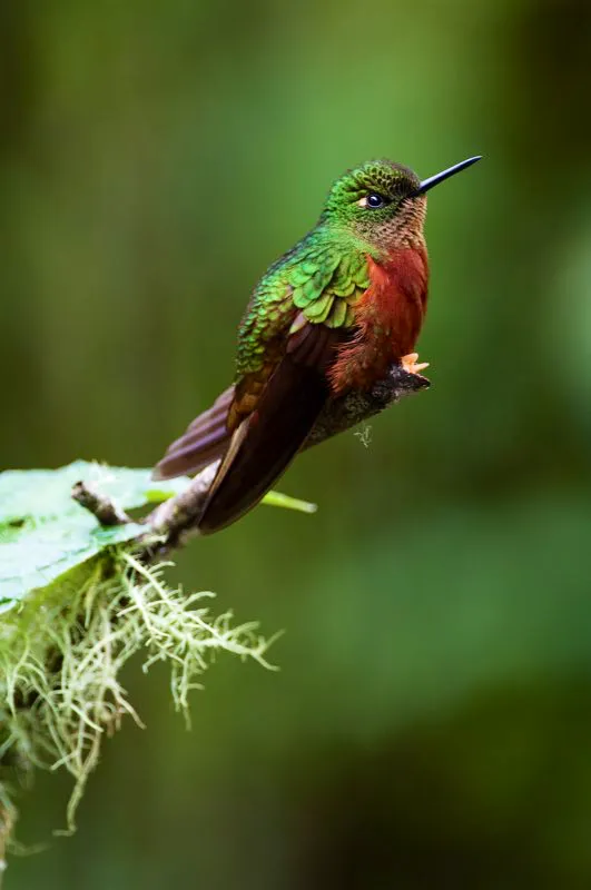 (Colibrí pechicastaño / Boissonneaua matthewsii - Andes Centrales del Sur). Estos colibríes tienen la costumbre de mantener, por algunos segundos, un ala abierta apenas se perchan. Se desconoce la función de este peculiar comportamiento. Murray Cooper