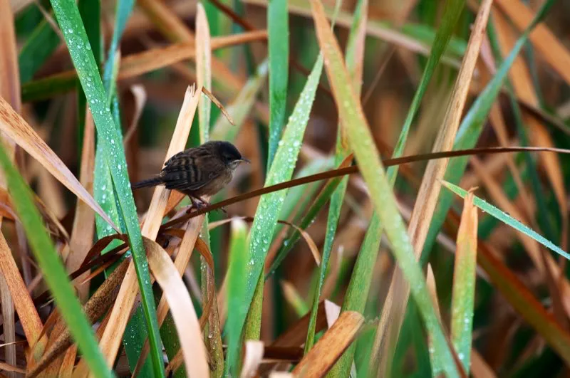 (Cucarachero de Apolinar / Cistothorus apolinari - Andes Orientales). Este pequeño cucarachero es endémico de las ciénagas de Cundinamarca y Boyacá, y está amenazado por la pérdida de hábitat: muy pocas ciénagas y juncales no se han drenado para convertirlos en tierras agrícolas. Existe una población saludable en la laguna de Fúquene, mientras se puede encontrar otras poblaciones pequeñas en varios humedales en Bogotá y alrededor de esta, incluso junto al Aeropuerto Internacional El Dorado. Murray Cooper