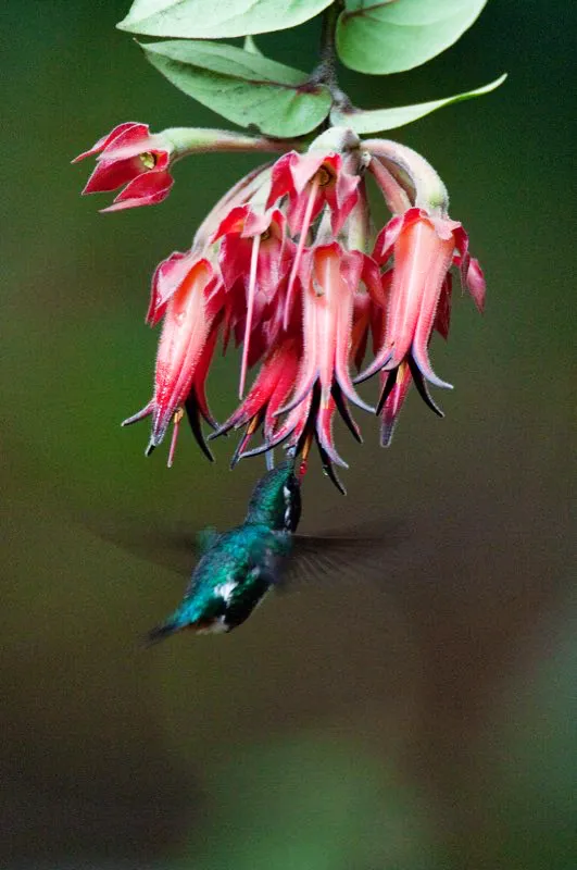 (Rumbito buchiblanco / Chaetocercus mulsant - Andes Centrales y Orientales). Los rumbitos son algunos de los pájaros más pequeños encontrados en Sudamericapues pesan, de 2 a 3 gramos, y miden entre 5 y 7 cm de largo, incluyendo su cola. Murray Cooper