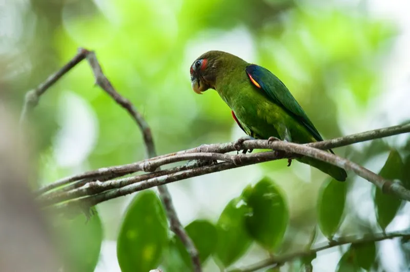(Periquito alirrojo / Touit dilectissimus - Chocó y piedemontes del norte de Antioquia). Loras y periquitos generalmente nidifican en cavidades. No obstante, este periquito alirrojo usa su robusto pico para excavar su nido en el montículo arbóreo de las termitas. Si bien a las termitas no les cae bien la acción de los periquitos, más tarde se trasladarán a otras partes del montículo y convivirán en paz con las aves nidificantes. Murray Cooper