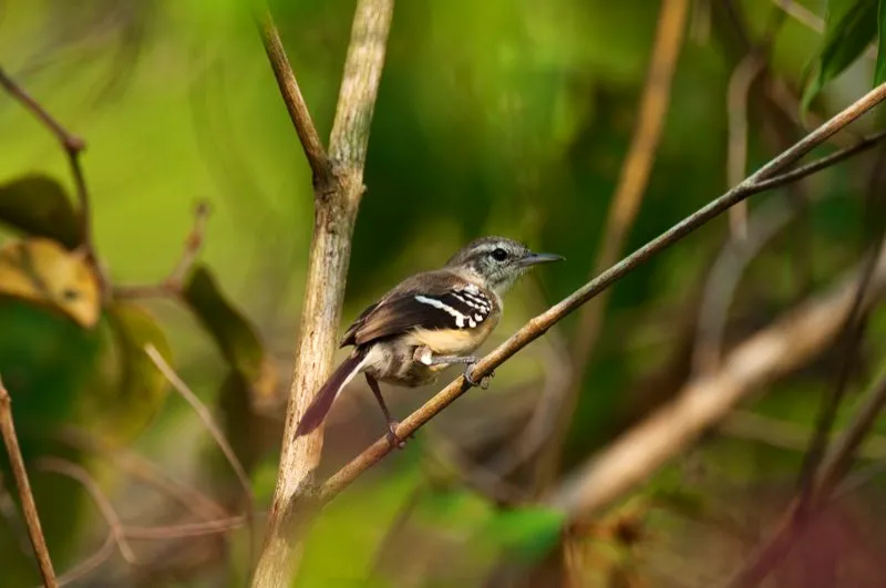 (Hormiguerito pechinegro / Formicivora grisea - Caribe, Valle del Magdalena y Guajira). En el calor del Magdalena Medio todos las seres vivos (incluyendo ornitólogos y fotógrafos) tendemos a bajar el ritmo al mediodía, mientras buscamos un lugar fresco para descansar, pero esta pareja de hormigueros nos hizo companía por tanto tiempo que no pudimos dejar de fotografiarlos. Murray Cooper