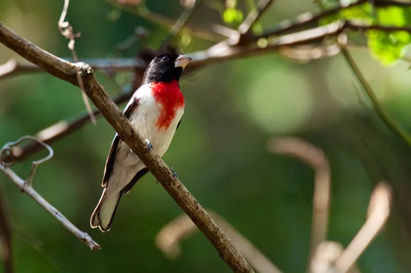 (Picogordo degollado / Pheucticus ludovicianus - Migrante Neotropical; toda Colombia). El sol de la tarde ilumina el ojo de un picogordo degollado macho. La costa norte de colombia está cerca de Norteamérica, por lo que se llena de picogordos y otras migrantes neotropicales durante el invierno del norte. Murray Cooper