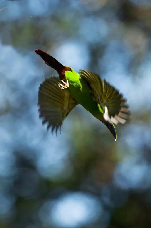 (Tucancito de Santa Marta / Aulacorhynchus lautus - Sierra Nevada de Santa Marta). El Tucancito lomirrojo es uno de los tucancitos mas comunes y con una distribución muy amplia, con varias subespecies como este tucancito de santa marta, aquí saliendo de su nido de cavidad. Murray Cooper
