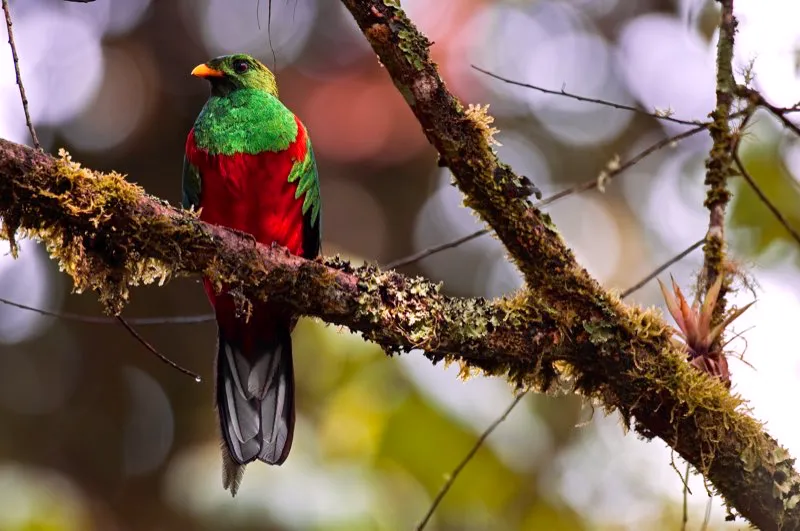 (Quetzal dorado / Pharomachrus fulgidus - Andes Occidentales y Orientales, Sierra Nevada de Santa Marta). Los quetzales están, sin duda, entre las aves más hermosas del mundo, con sus pechos rojo escarlata y sus dorsos verdes iridiscentes. Viven en bosques de montaña y se alimentan casi exclusivamente de aguacatillos silvestres. El Quetzal Dorado se encuentra solo en la Sierra Nevada de Santa Marta. Murray Cooper