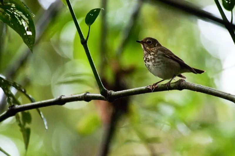 (Zorzal buchipecoso / Catharus ustulatus - Migrante Neotropical; toda Colombia). ¿Como caben los migrantes neotropicales en los bosques colombianos, si estos ya están llenos de tangarás, atrapamoscas y muchas aves más? Una respuesta posible es tener una dieta flexible. Este zorzal buchipecoso come insectos en Norteamérica, pero cambia su dieta a una frugívora mientras está en Colombia, donde los frutos son abundantes. Este cambio de dieta le permitiría evitar competencia con las aves insectívoras tropicales. Murray Cooper