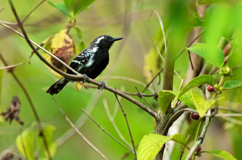(Hormiguerito pechinegro / Formicivora grisea - Caribe, Valle del Magdalena y Guajira). El hormiguerito pechinegro generalmente se mueve en pareja; el macho blanquinegro siempre está cerca de la hembra crema y café. Ambos sexos son similares y se encargan de incubar los huevos y alimentar a las crías. Murray Cooper