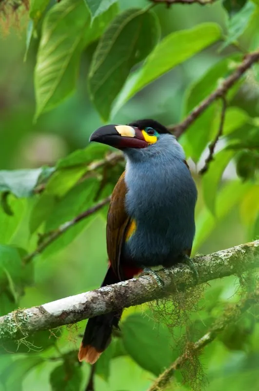(Terlaque de Nariño / Andigena laminirostris - Andes Suroccidentales). Pese a su gran tamaño y colores brillantes, los terlaques son sorprendentemente difíciles de observar. Forrajean en silencio en el dosel de los bosques de niebla y no son tan ruidosos y conspicuos como sus parientes de tierras tropicales. Murray Cooper