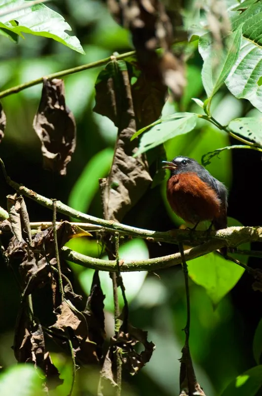 (Pitajo torrentero / Ochthoeca cinnamomeiventris - Andes Occidentales, Centrales y Orientales). Una destellante cascada andina es un excelente lugar para detenerse, tomar fotografías y deleitarse con el esplendor del bosque. También es un buen lugar para apreciar al elegante pitajo torrentero, cuyas cejas blancas resaltan claramente en la media luz del bosque. Murray Cooper