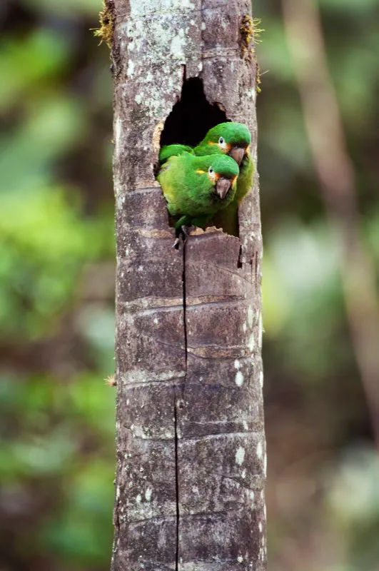(Perico paramuno / Leptosittaca branickii - Andes Centrales). El perico paramuno anida en oquedades principalmente de palmas de cera (Ceroxylon sp.). Este hábito tan particular hace que este perico sea susceptible a las acciones humanas; ha declinado sustancialmente, y ahora se considera vulnerable a la extinción debido a la destrucción de dichas palmas durante la Semana Santa. Murray Cooper