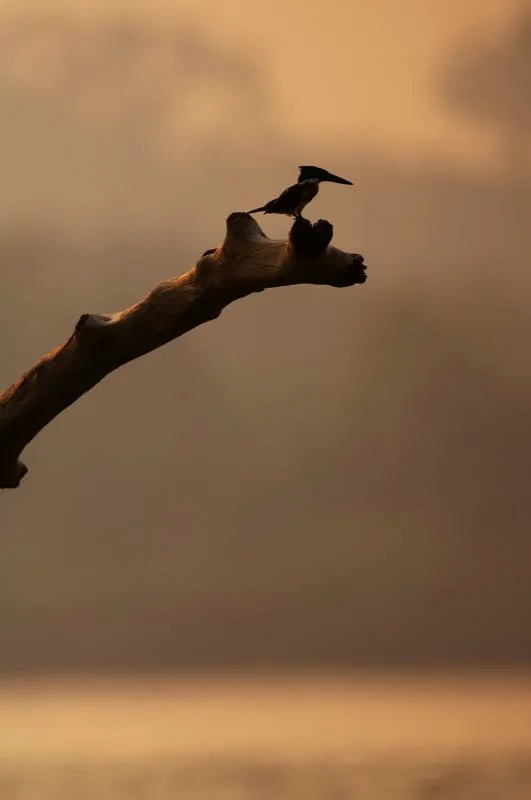 (Martn pescador chico / Chloroceryle americana - Tierras bajas de toda Colombia). Un macho Martn-pescador Chico percha sobre el agua al atardecer; se prepara para abalanzarse sobre algn pez. Los martines pescadores viven en ros grandes, lagunas y cinagas, y se ven con frecuencia perchando en reas abiertas. Murray Cooper