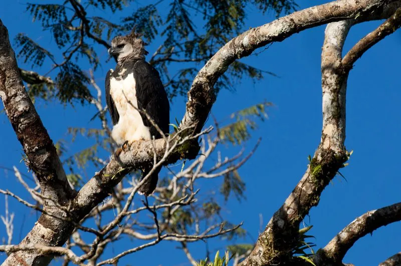 (guila arpa / Harpia harpyja - Choc y Amazonia).  La impresionante aguila arpa es el ave rapaz ms poderosa del mundo. Armada de garras ms grandes que la mano humana y de un pico macizo, da cacera a monos, perezosos y otros mamferos arborcolas grandes. Tristemente, la deforestacin y la cacera han provocado una grave declinacin de las poblaciones de este gran depredador. Quiz se haya extinguido ya del valle del Magdalena Medio, y ahora est confinado a pocas reas del Choc y la Amazonia. Murray Cooper