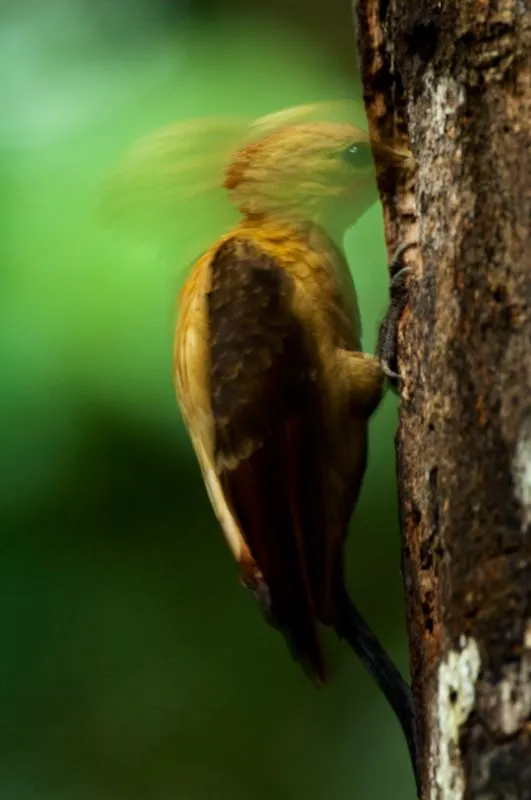 (Carpintero amarillo / Celeus flavus - Amazonia). Los carpinteros se pasan el da entero martillando las maderas con sus picos en pos de insectos y sus larvas. Para prevenir daos cerebrales derivados de este hbito, han desarrollado un cerebro ms pequeo y liso, fuertemente empaquetado dentro de su crneo. El cerebro de este carpintero amarillo no se mueve dentro del crneo cuando el ave martillea un tronco; as evita contusiones y daos cerebrales. Murray Cooper