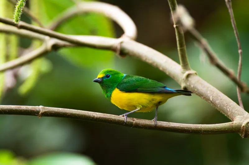 (Clorofonia verdiazul / Chlorophonia cyanea - Andes Occidentales y Centrales, Sierra Nevada de Santa Marta). Las clorofonias, con su plumaje verde limón, son aves exquisitas. Una pareja de clorofonias se arrojan juntas hacia el nido para alimentar a sus polluelos. Sin embargo, solo la hembra ingresa en él. El macho cambia de dirección a último minuto y se aleja. Esta maniobra crea un efecto visual de distracción, que dificulta a los depredadores localizar el nido. Murray Cooper
