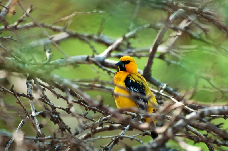(Turpial amarillo / Icterus nigrogularis - Costa Caribe y Llanos). Los turpiales viven en toda América, y usualmente se capturan y mantienen en jaulas por sus atractivos plumajes y melodiosas voces. Pese a ello, el Turpial Amarillo es un habitante frecuente de la costa caribeña de Colombia, incluso al interior de pueblos y ciudades como Santa Marta. Murray Cooper