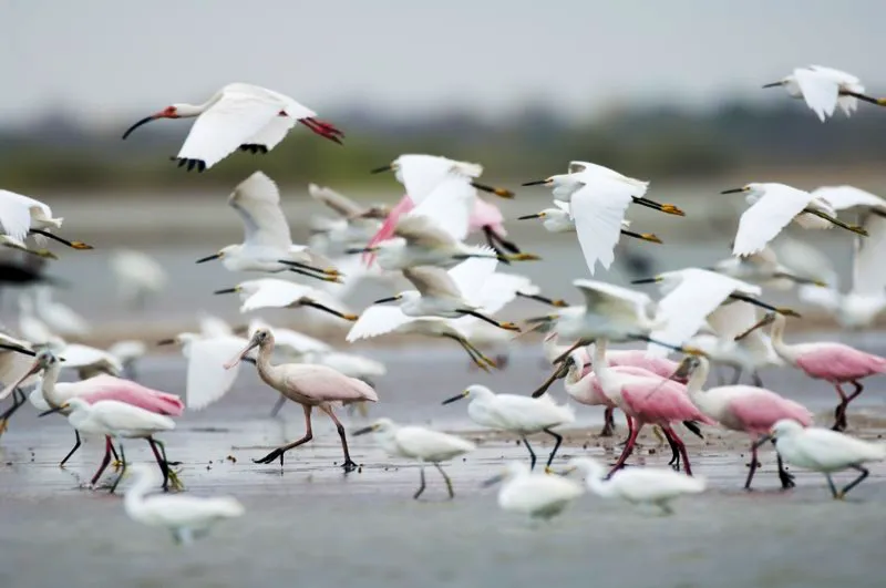 (Espátula Rosada / Platalea ajaja - Costa Caribe y Llanos). Las espátulas son un grupo de pájaros vadeadores grandes con piernas largas en la familia Threskiornithidae, que también incluye los íbices. Un reciente estudio determina que son del orden Pelecaniformes, no Ciconiformes. Murray Cooper