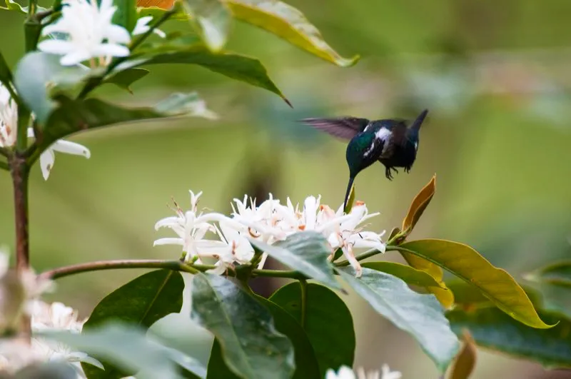 (Rumbito de Santa Marta / Chaetocercus astreans - Sierra Nevada de Santa Marta). Fuimos de verdad afortunados al observar este rumbito de Santa Marta macho alimentándose en un arbusto de café. De hecho, observar un rumbito de Santa Marta es de por sí una fortuna. La mayoría de individuos que se observan son hembras. Ver un macho adulto es un evento realmente providencial. Murray Cooper