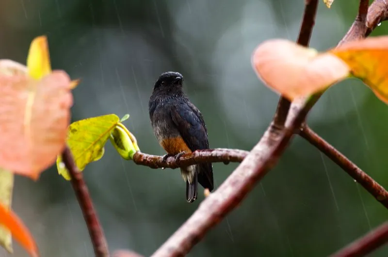 (Monjita culiblanca / Chelidoptera tenebrosa - Amazon). Llueve sobre esta Monjita Culiblanca. Esta robusta ave nidifica en galeras de un metro de longitud, que excavan en suelos arenosos; prefiere nidificar durante la estacin seca, ya que las fuertes lluvias podran anegar sus galeras y ahogar a sus cras. Murray Cooper