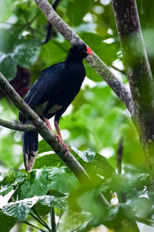 (Paujil culiblanco / Mitu salvini - Amazonia). A su arribo a la Amazonia ver primero numerosos loros, tucanes y otras esplndidas aves grandes. Para encontrar un paujil culiblanco, sin embargo, deber adentrarse bastante en la selva, lejos de poblados y caseros; all, los paujiles suelen considerarse un plato gourmet. Murray Cooper