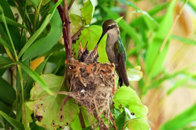 (Esmeralda coliazul / Chlorostilbon mellisugus - Andes Centrales y Amazonia). El nido de esta esmeralda coliazul es diminuto, como se esperaría por su pequeño tamaño corporal. Los colibríes emplean telarañas para construir sus nidos, por lo que se los puede observar colectando finas hebras de red. La pegajosa tela ayuda a mantener juntos los materiales del nido: fibras delgadas, semillas plumosas y líquenes. Murray Cooper
