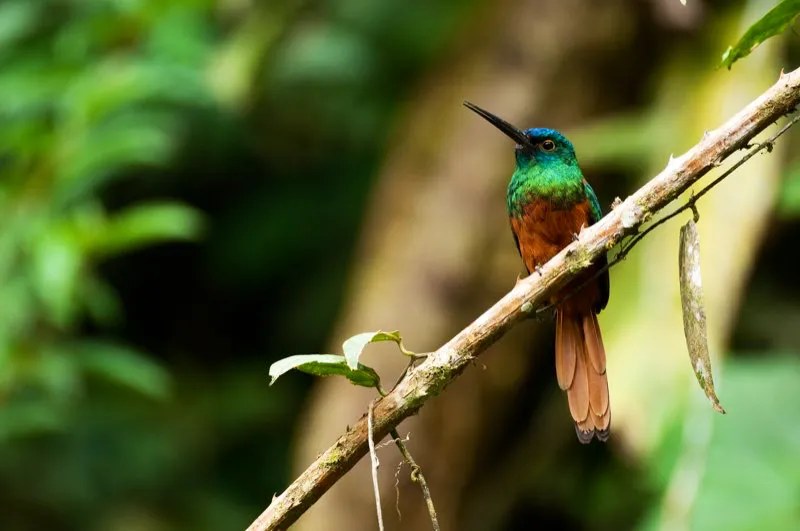 (Jacamar cobrizo / Galbula pastazae - Putumayo). Colombia es el país que alberga la mayor diversidad de aves en el mundo: ¡más de 1800 especies! Muchas de ellas viven solo en regiones pequeñas de Colombia, como este jacamar cobrizo, encontrado únicamente en las laderas de la estribación oriental de los Andes orientales, en el departamento del Putumayo. Murray Cooper