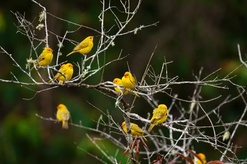 (Canario coronado / Sicalis flaveola - Caribe, Valle del Magdalena y Llanos). Las áreas rurales de Colombia son el hogar de un sinnúmero de aves, pero pocas tienen colores tan intensos como este canario muy amarillo: el canario coronado. Se ven con frecuencia alrededor de casas y jardines, e incluso suelen nidificar bajo techos. Murray Cooper