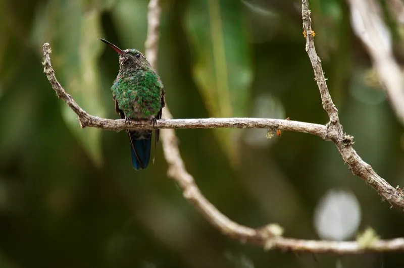 (Amazilia coliazul / Amazilia saucerrottei - Valles del Cauca y Magdalena). La Amazilia Coliazul defiende ferozmente sus flores de colibríes más chicos como el Esmeralda Piquirroja. Al monopolizar un parche de flores, se asegura la provisión permanente de alimento. Murray Cooper