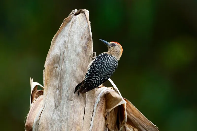 (Carpintero habado / Melanerpes rubricapillus - Caribe y Valle del Magdalena). Si alguien le dice que ha visto un carpintero, usted inmediatamente buscará en los troncos aledaños. Pero a veces, los carpinteros también forrajean lejos de los árboles, como este carpintero habado que busca insectos en un tallo seco de maíz. Murray Cooper
