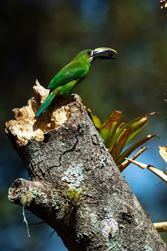 (Tucancito de Santa Marta / Aulacorhynchus lautus - Sierra Nevada de Santa Marta). Los tucancitos nidifican en cavidades, como aquellas abandonadas por carpinteros. Alimentan a sus pichones con frutos, insectos y vertebrados pequeños, incluyendo pichones de otras aves. Este individuo les llevo a sus crías un fruto pardo. Murray Cooper
