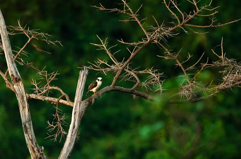 (Halcón reidor / Herpetotheres cachinnans - Tierras bajas de toda Colombia). El Guaco o Halcón Reidor emite un canto alegre y distintivo, semejante a una risotada. Su dieta, no obstante, no tiene nada de graciosa: come serpientes largas, ¡incluyendo algunas víboras venenosas! Murray Cooper