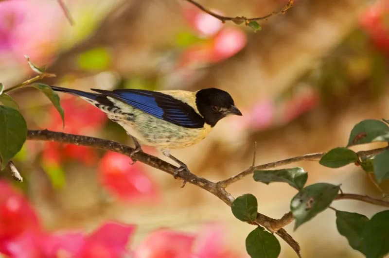 (Tangará encapuchada / Tangara cyanoptera - Sierra Nevada de Santa Marta y Norte de Santander). Esta hermosa tangará se encuentra solo al norte de colombia, como este luciente macho encontrado en norte de santander. En general, tangarás hembras y machos son similares, pero la hembra de esta encapuchada es más mate encomparación con su elegante macho. Murray Cooper