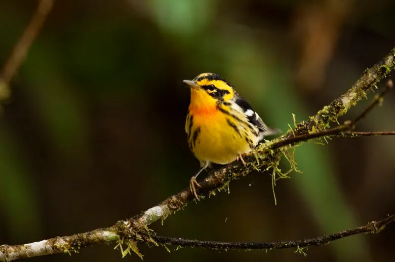 (Reinita gorjinaranja / Dendroica fusca - Migrante Neotropical; toda Colombia). Tras reproducirse en Canadá y el noreste de Estados Unidos, la reinita gorjinaranja migra hacia Colombia, Ecuador y Perú. Esta reinita es una magnífica voladora; ornitólogos de toda América trabajan en conjunto para comprender sus sorprendentes movimientos migratorios. Murray Cooper