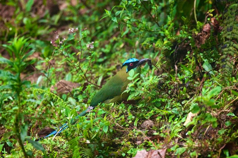 (Barranquero Andino / Momotus aequatorialis - Andes Occidentales y Centrales). Un barranquero andino captura una oruga gorda, una deliciosa cena para sus crías hambrientas. Los barranqueros excavan túneles de hasta un metro de longitud en los desbanques de riachuelos, y depositan sus huevos en el fondo. Murray Cooper
