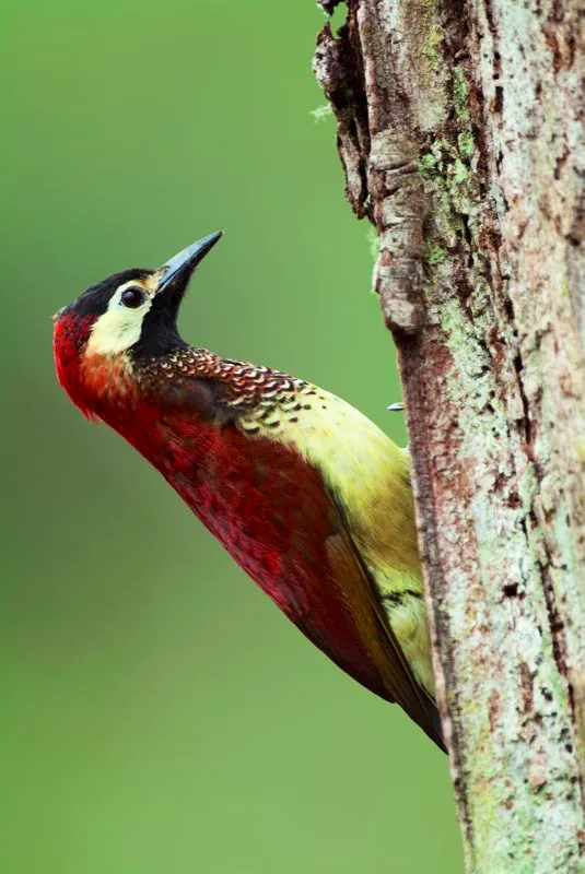 (Carpintero carmesí / Piculus rivolii - Andes Occidentales, Centrales y Orientales). La mayoría de carpinteros andinos pequeños están vestidos de tonos olivas y pardos, pero no el carpintero carmesí: ¡esta magnífica ave es roja resplandeciente! Con paciencia, un observador podrá encontrar a este carpintero perchando en zonas abiertas. Murray Cooper