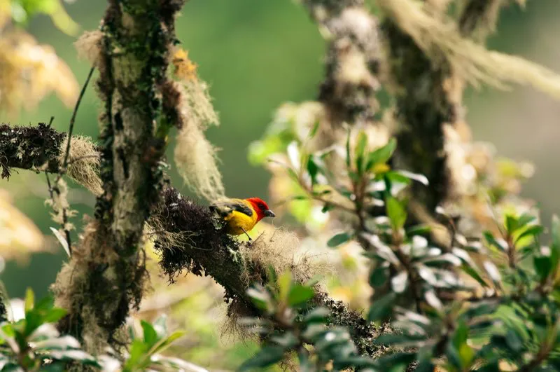 (Piranga cabecirroja / Piranga rubriceps - Andes Occidentales, Centrales y Orientales). Si desea mirar a la escasa piranga cabecirroja busque un semáforo en los bosques altoandinos. La cabeza roja brillante: ¡deténgase! Cuerpo amarillo, ¡cuidado! Ahora sí, continúe. Finalmente podrá mirar su espalda verde. Pero, ojo, ahí está otra vez el rojo de su cabeza: ¡alto! Murray Cooper