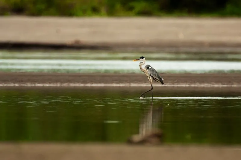 (Garzn Azul / Ardea cocoi - Tieras bajas de toda Colombia). Un garzn azul camina delicadamente por las aguas poco profundas, buscando peces, ranas o insectos grandes para comer. Se ha visto que este elegante garzn incluso captura caimanes pequeos! Murray Cooper