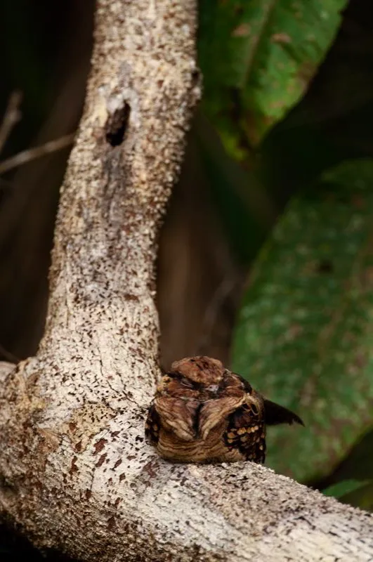 (Guardacaminos ocelado / Nyctiphrynus ocellatus - Amazonia). Los guardacaminos son chotacabras aves nocturnas que duermen durante el da y buscan insectos en la noche. Es muy difcil encontrarlos durante el da. Fuimos afortunados al encontrar este guardacaminos ocelado en su escondite maanero! Murray Cooper