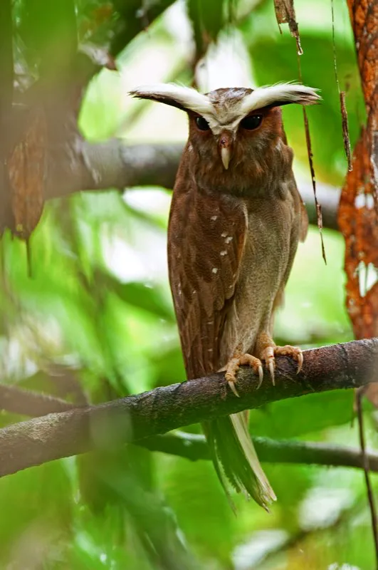 (Bho crestado / Lophostrix cristata - Choc, Magdalena Medio y Amazonia). Las noches amaznicas son misteriosas, y definitivamente no son silenciosas! Entre el zumbido de las cigarras y el tintineo de los grillos, se puede escuchar el rugido ronco del bho crestado. Aqu, un bho crestado, en su dormitorio diurno, muestra sus magnficas cejas. Murray Cooper