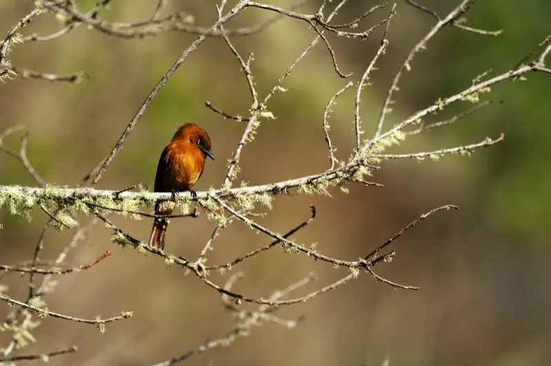 (Atrapamoscas canelo / Pyrrhomyias cinnamomeus - Andes Occidentales, Centrales y Orientales, Sierra Nevada de Santa Marta). Aunque el atrapamoscas canelo es común en todos los Andes de Colombia, luce más espectacular en la Sierra Nevada de Santa Marta, donde su plumaje es completamente rojizo. Estos atrapamoscas se encuentran con frecuencia junto a caminos, y nidifican en desbanques de carreteros. Murray Cooper