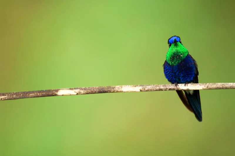(Ninfa coroniazul / Thalurania colombica - Valle del Magdalena y Sierra Nevada de Santa Marta). Las ninfas son pájaros territoriales, y a este nunca lo vimos relajarse: estaba todo el tiempo comiendo de esta hermosa flor, o sentado y mirando en todas las direcciones en busca de cualquier competidor por su fuente de comida. Murray Cooper
