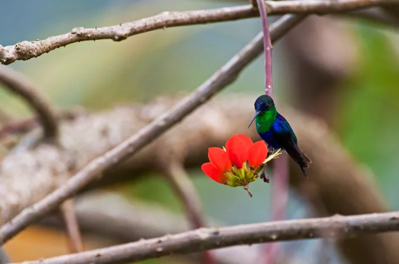 (Ninfa coroniazul / Thalurania colombica - Valle del Magdalena y Sierra Nevada de Santa Marta). Las ninfas son colibríes de tamaño “normal”. Es decir, miden 9 cm de la punta del pico a la punta de la cola, y pesan alrededor de ¡4 gramos! Los ninfas machos son púrpura y verde, mientras las hembras son mucho menos coloridas. Murray Cooper