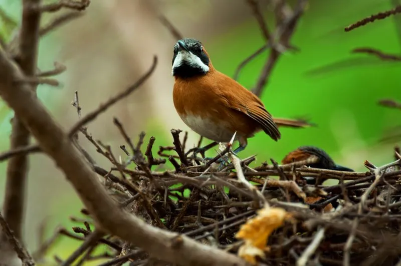 (Chamicero bigotudo / Synallaxis candei - Guajira). El chamicero bigotudo es el más atractivo de los chamiceros, y es fácil de observar en los rastrojos áridos de la península de la Guajira. Construye voluminosos nidos de palos, como todos los chamiceros, y prefiere usar piel seca de culebras para recubrirlo por dentro. Un adulto se posa sobre el nido, mientras su pareja apenas se deja ver en el fondo. Murray Cooper